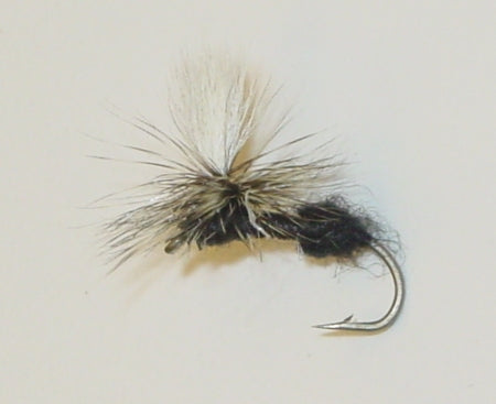 Picture of Ant, Black Parachute