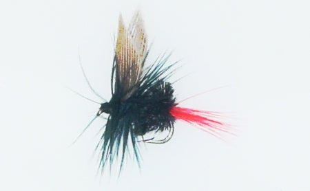 Picture of Black Gnat Red Tail