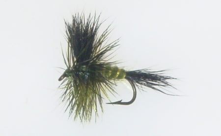 Picture of Drake, Green
