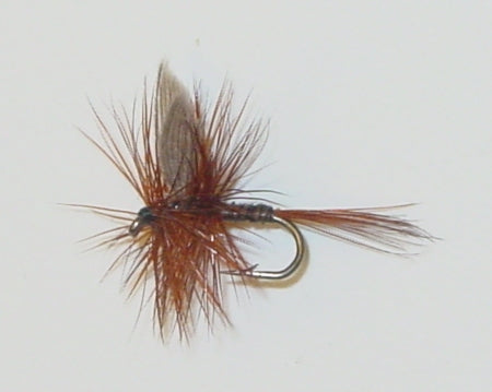 Picture of Ginger Quill, Dark