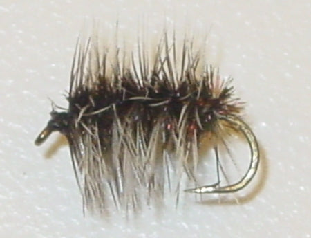 Picture of Griffith's Gnat