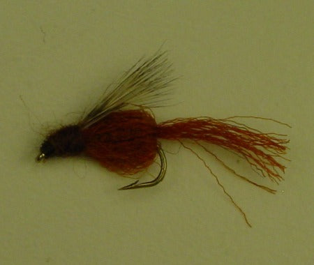 Picture of Emerging Pupa Rust