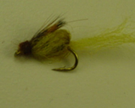 Picture of Emerging Pupa Yellow