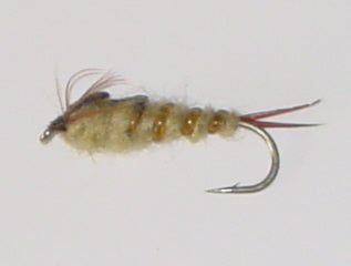Picture of Ribbed Nymph