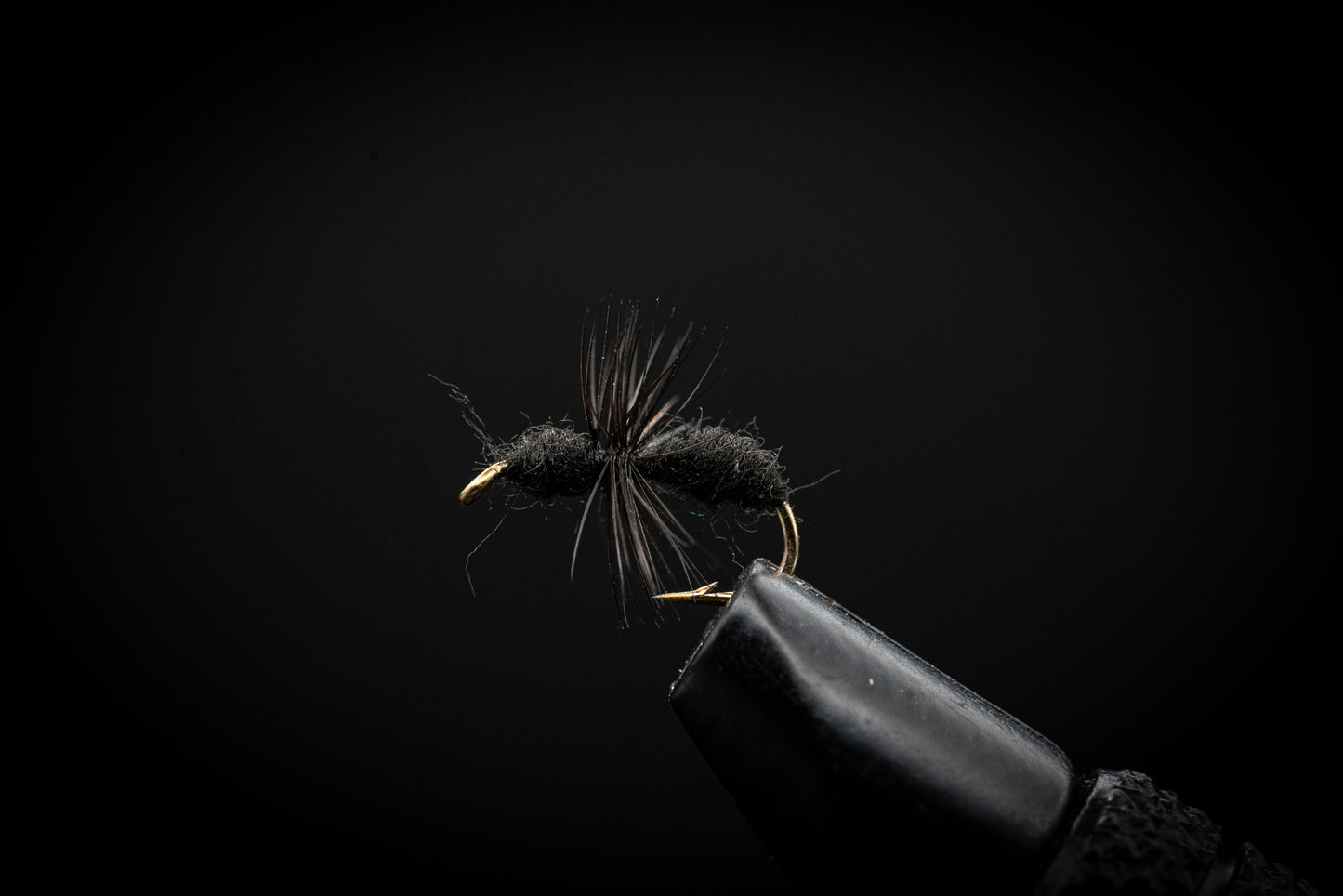 Ant, Black
