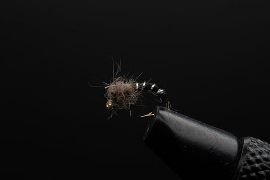 Chironomid Black