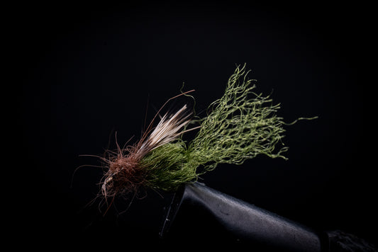 Emerging Pupa Dark Olive