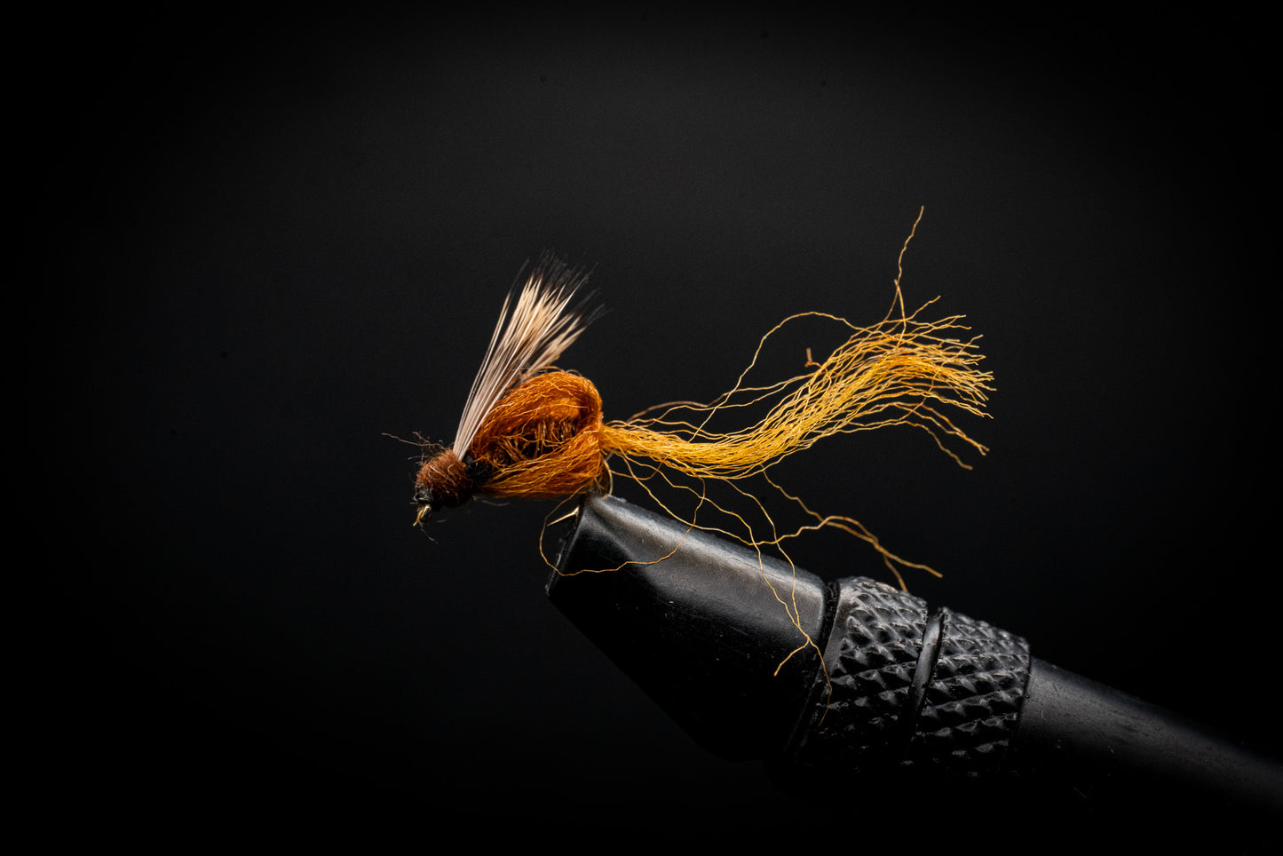 Emerging Pupa Rust