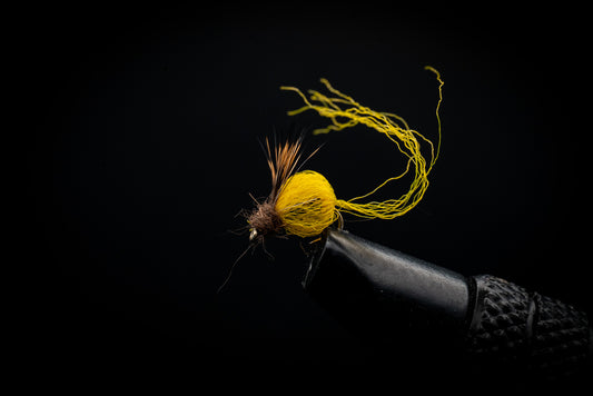 Emerging Pupa Yellow