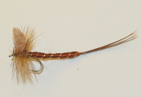 Picture of Mayfly, Brown