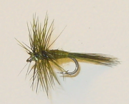 Picture of Olive Midge