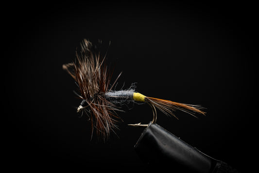 Adams Female
