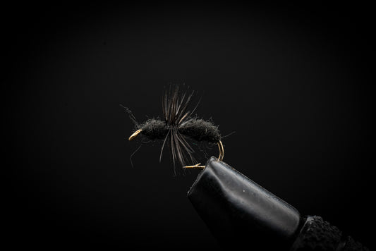 Ant, Black