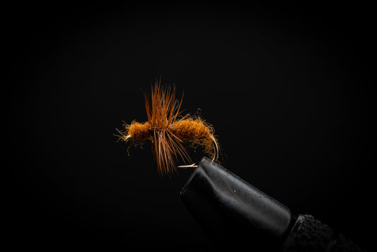 Ant, Cinnamon