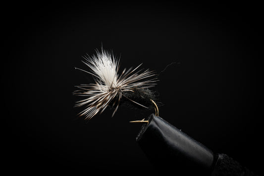 Ant, Black Parachute
