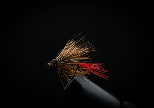 Elk Wing Red Tail