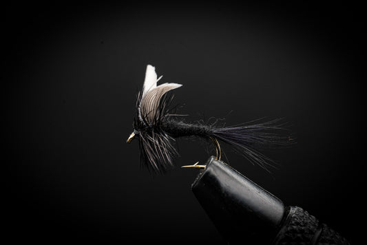 Black Gnat
