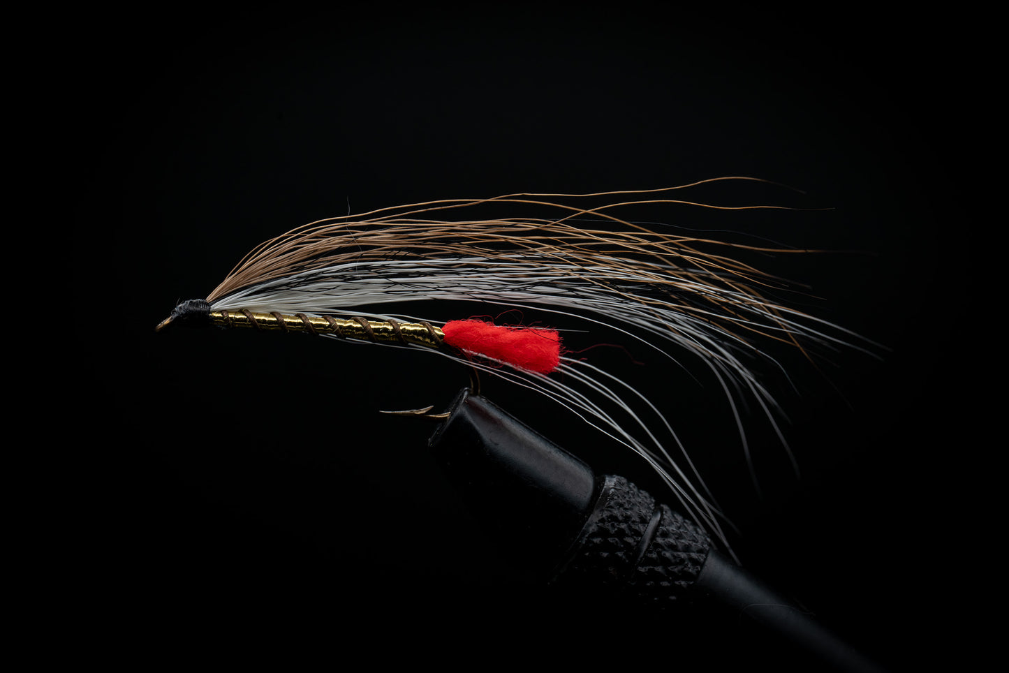 Black Nosed Dace