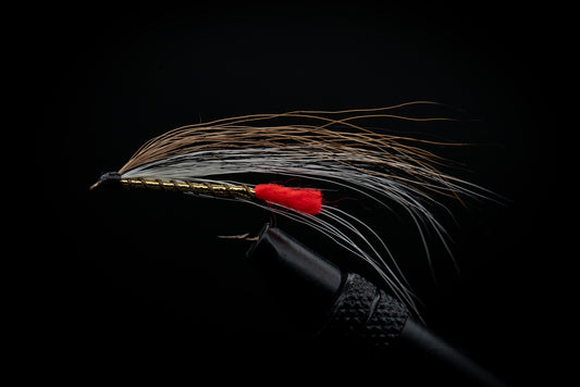 Black Nosed Dace