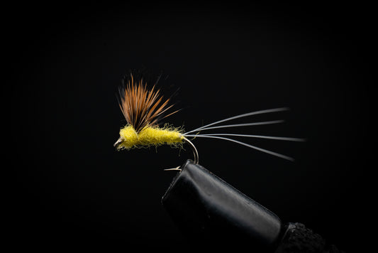 Comparadun, Yellow