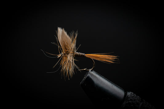 Ginger Quill