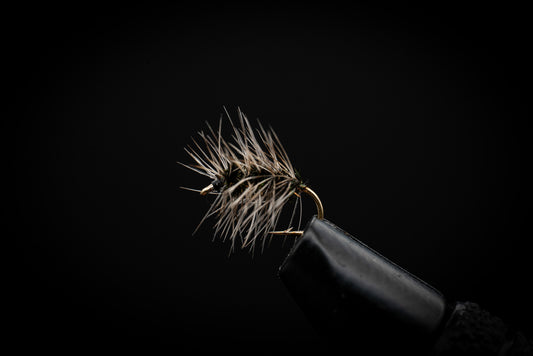 Griffith's Gnat