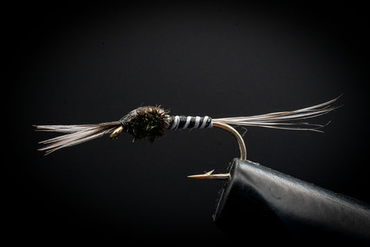 Mosquito Larva