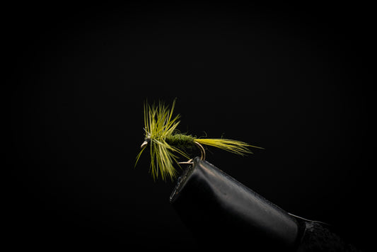 Olive Midge