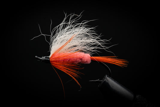 Polar Shrimp