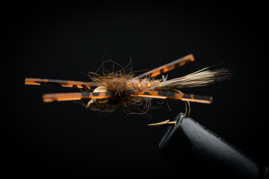 Red Fox Squirrel Nymph