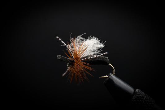 San Juan River Ant