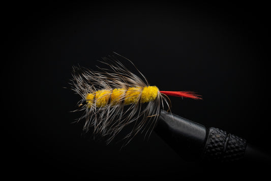 Woolly Worm Yellow