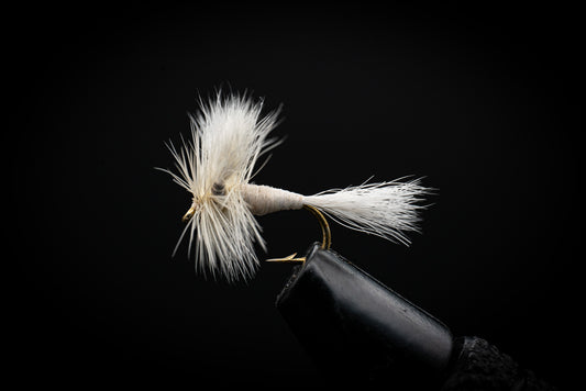 Wulff, White